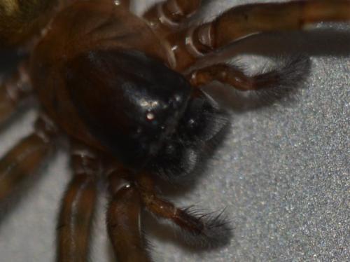 Amaurobius sp.